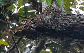 Yellow-crested Woodpecker