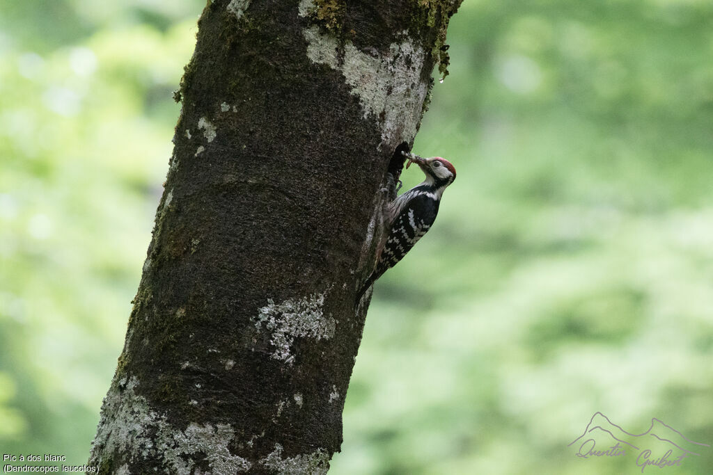 White-backed Woodpecker