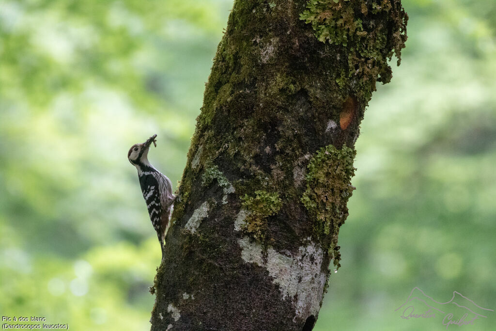 White-backed Woodpecker