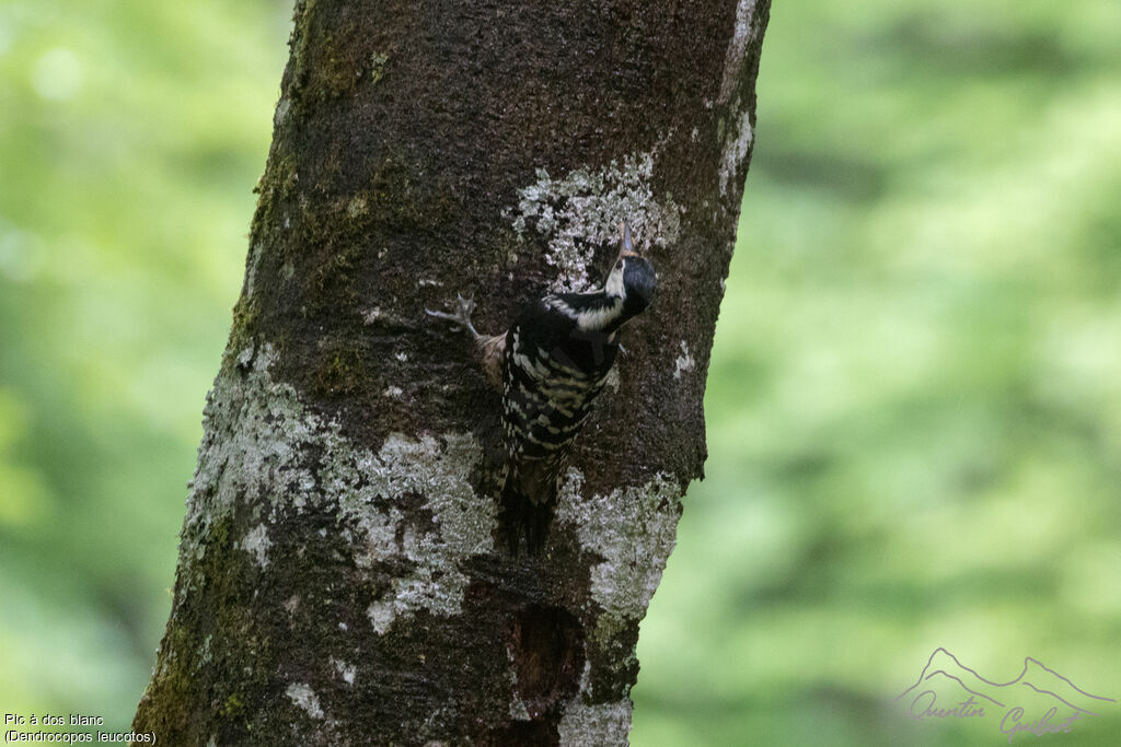 White-backed Woodpecker