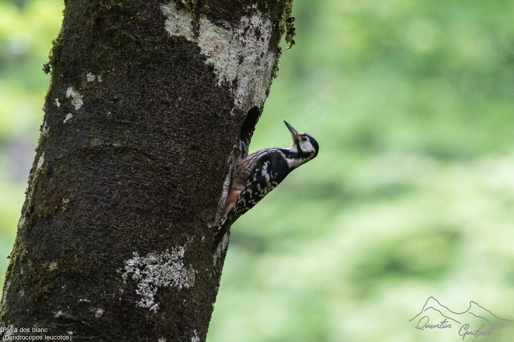 White-backed Woodpecker