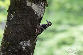 White-backed Woodpecker