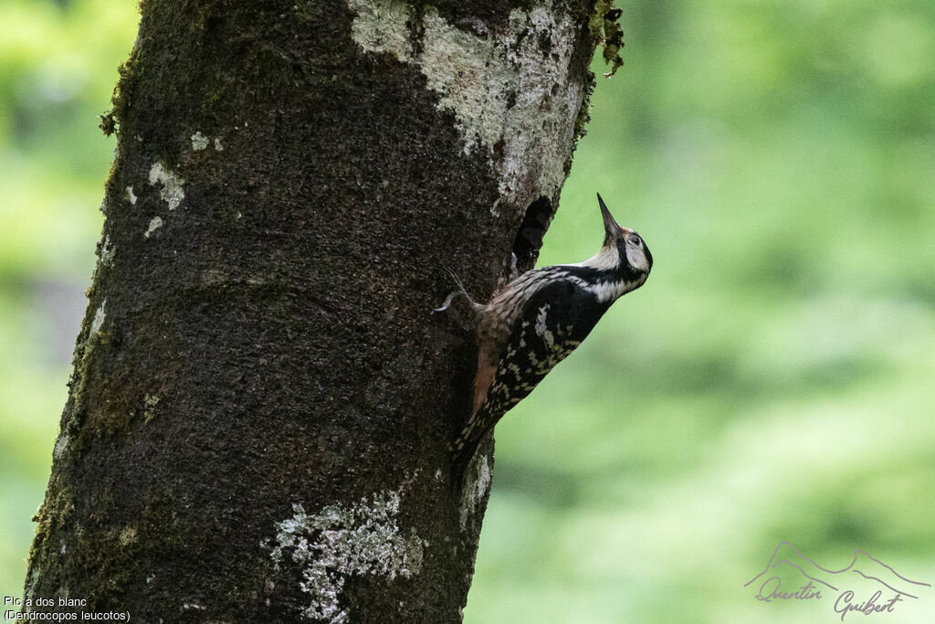 White-backed Woodpecker