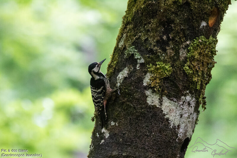 White-backed Woodpecker female adult, identification, walking