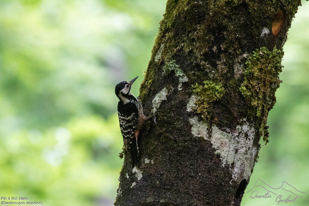 White-backed Woodpecker female adult, identification, walking