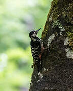 White-backed Woodpecker