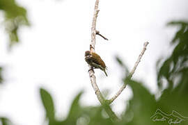 Melancholy Woodpecker