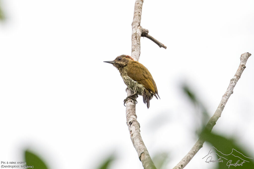 Melancholy Woodpeckeradult breeding, identification