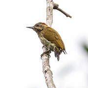 Melancholy Woodpecker