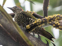 Little Green Woodpecker