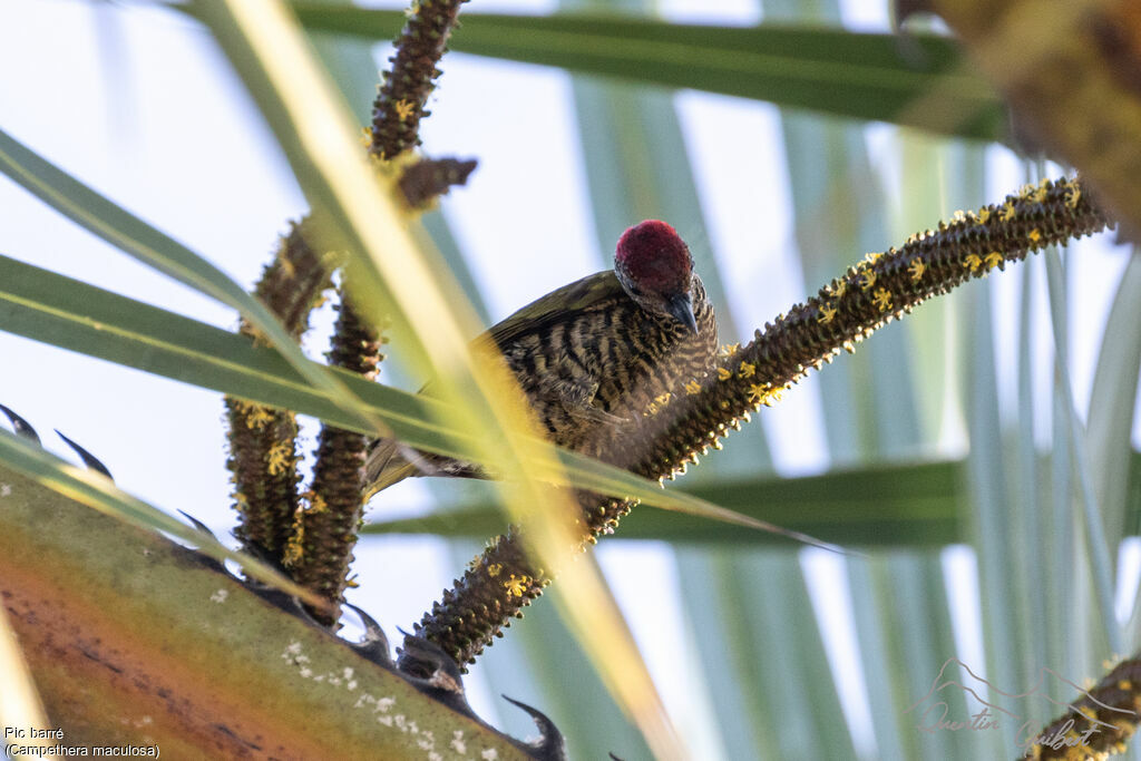 Little Green Woodpecker