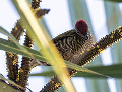 Little Green Woodpecker