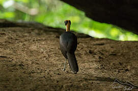 White-necked Rockfowl