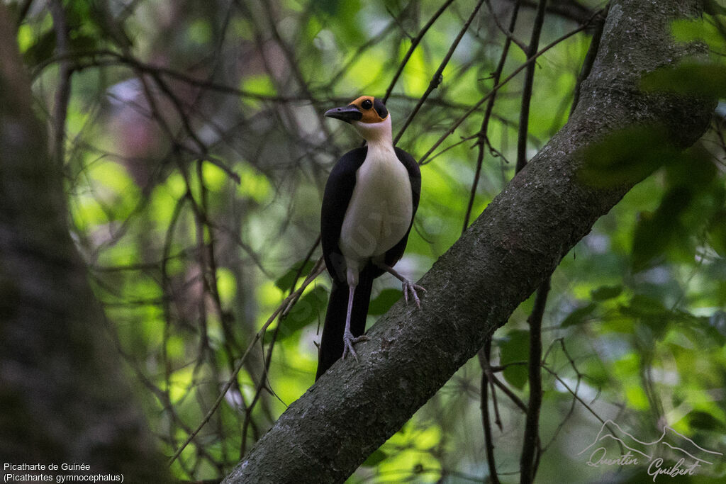 White-necked Rockfowl