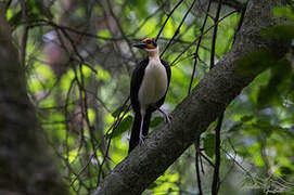 White-necked Rockfowl