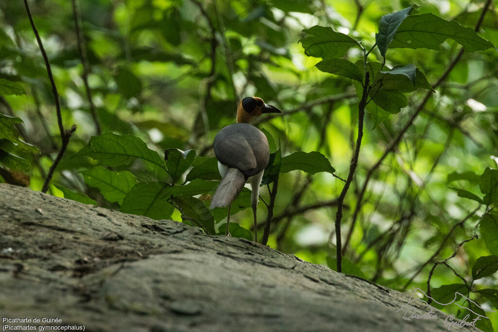 White-necked Rockfowl