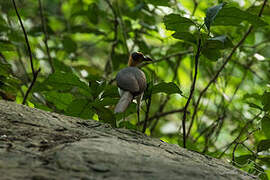 White-necked Rockfowl