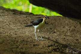 White-necked Rockfowl