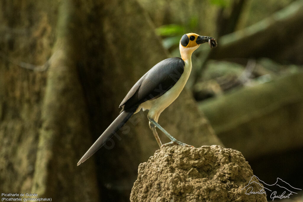 White-necked Rockfowladult breeding, identification, feeding habits