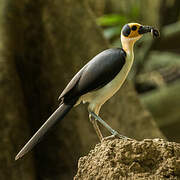 White-necked Rockfowl