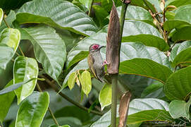 African Piculet