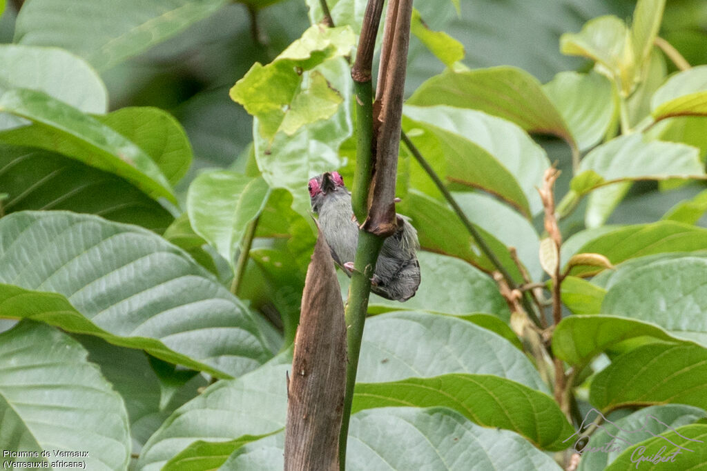 African Piculet