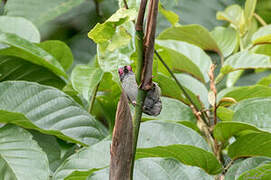 African Piculet