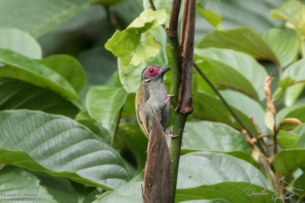 African Piculet, identification