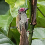 African Piculet