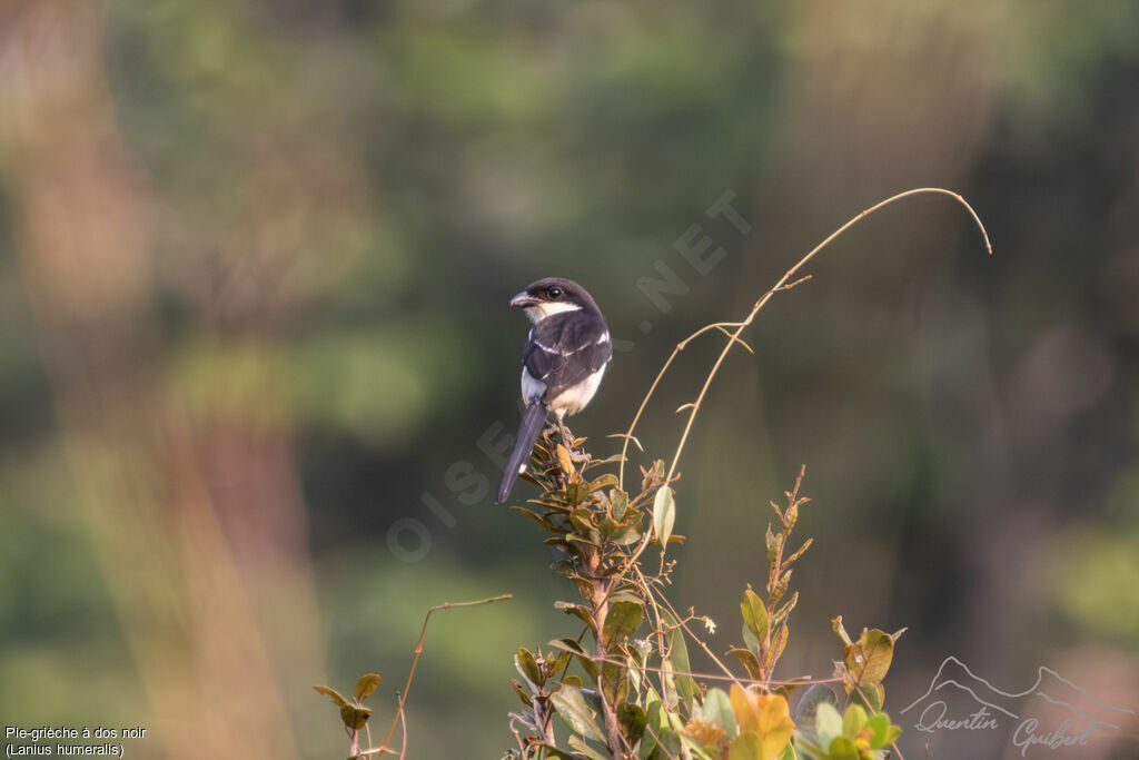 Northern Fiscaladult, identification