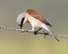 Red-backed Shrike