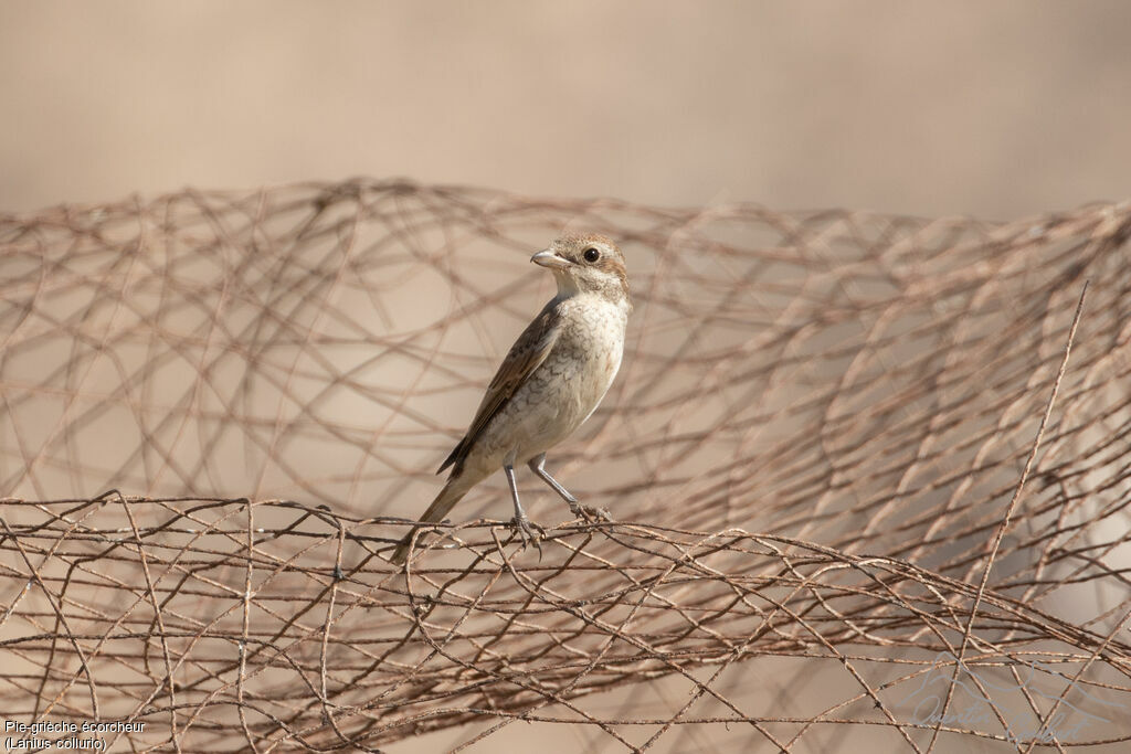 Pie-grièche écorcheur1ère année, identification