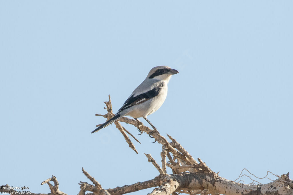 Pie-grièche griseadulte, identification