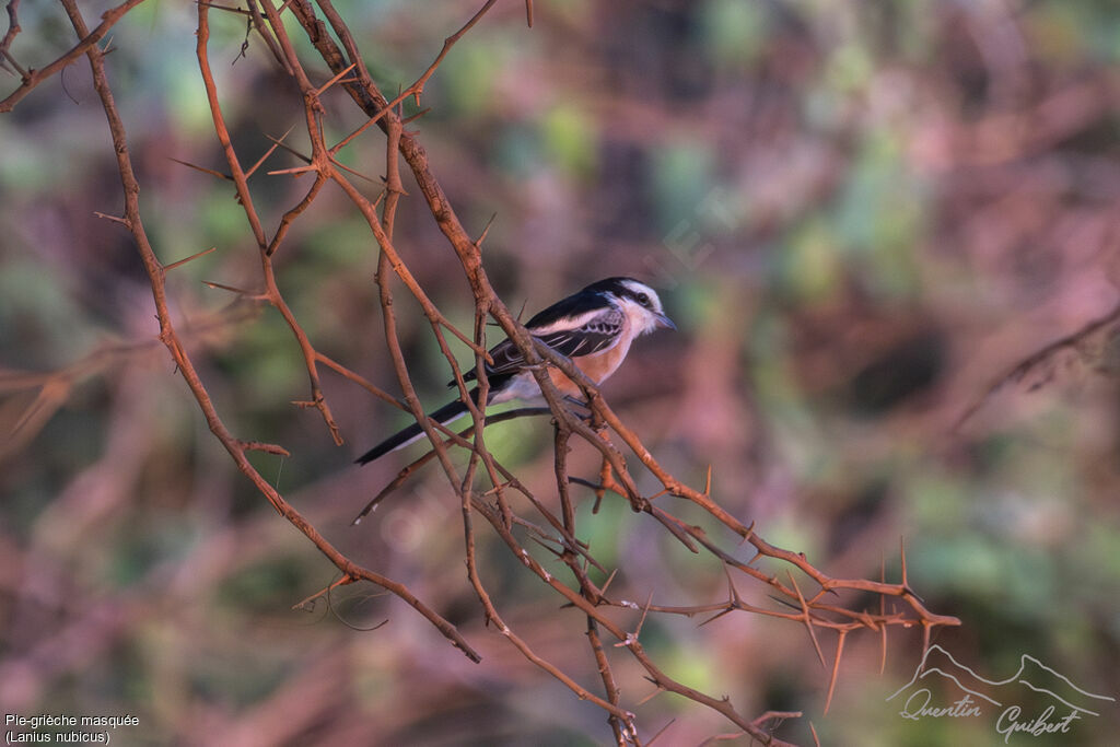 Pie-grièche masquée