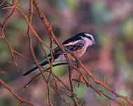 Pie-grièche masquée