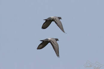 Pigeon biset