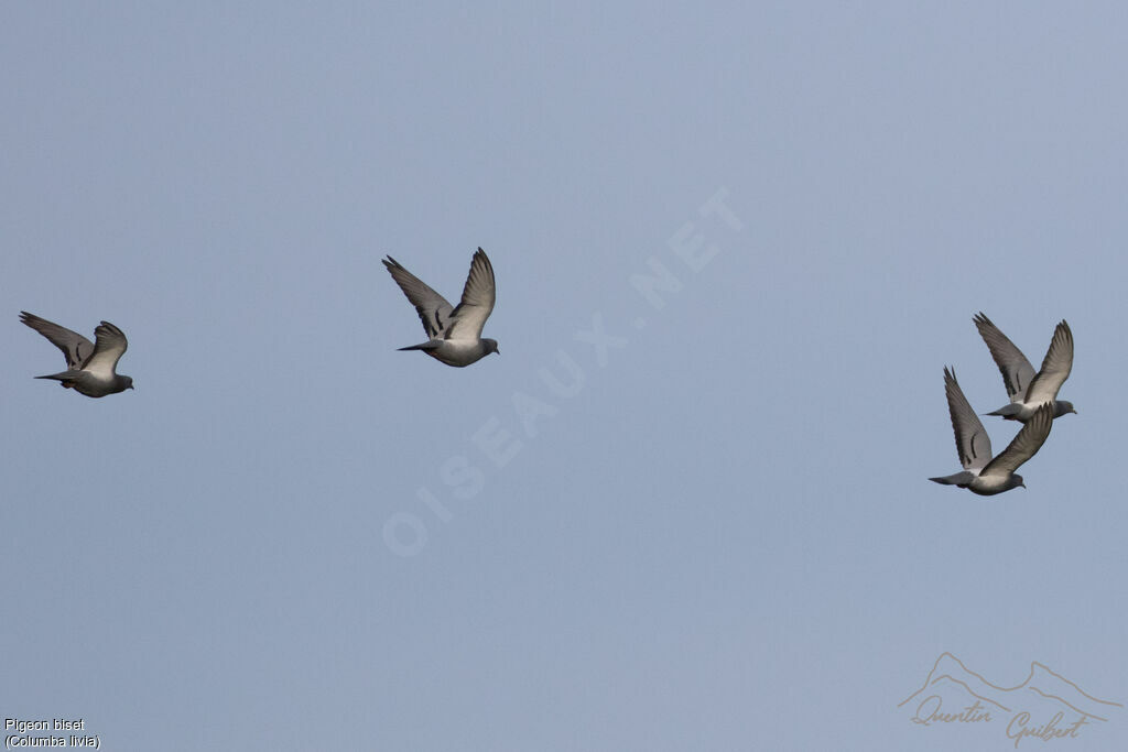 Rock Dove, identification, Flight