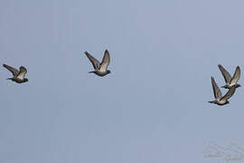 Pigeon biset