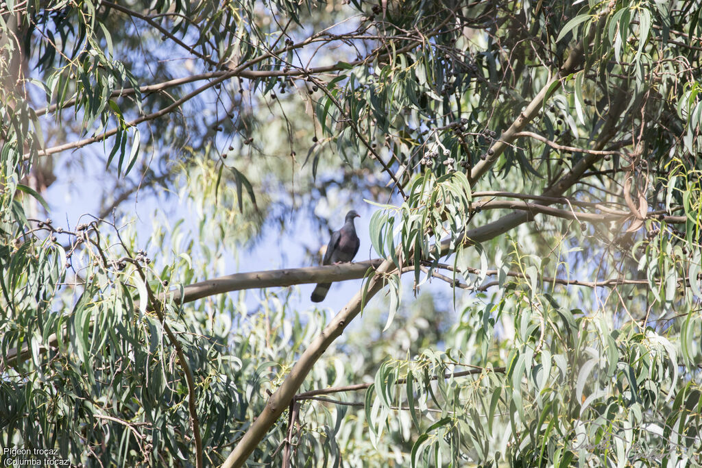 Pigeon trocaz, identification