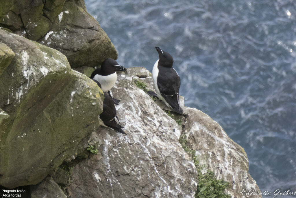 Razorbill