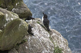 Razorbill