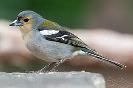 Madeira Chaffinch