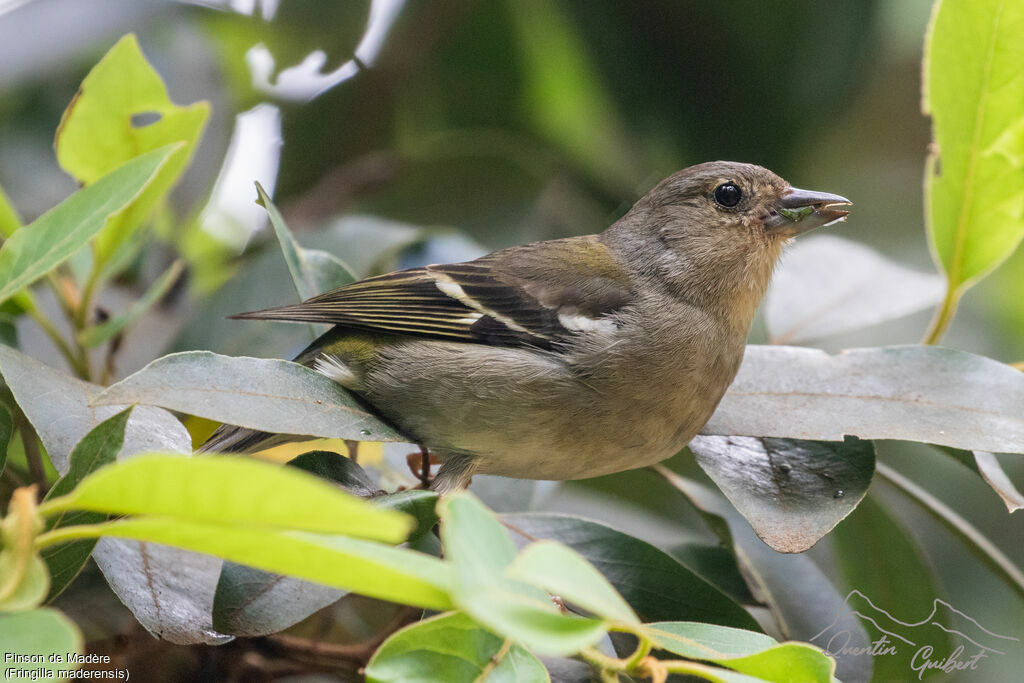 Madeira Chaffinch