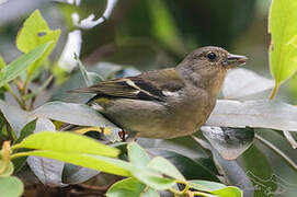 Madeira Chaffinch