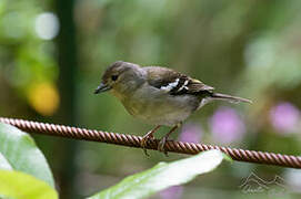 Madeira Chaffinch