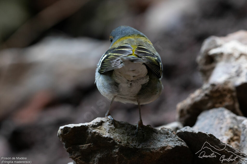 Madeira Chaffinch