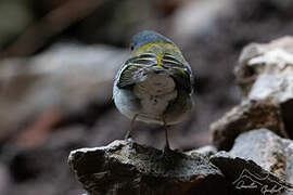 Madeira Chaffinch