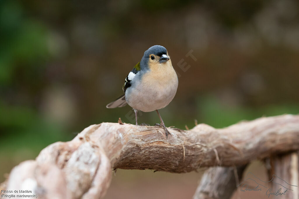 Pinson de Madèreadulte nuptial, identification