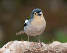 Madeira Chaffinch