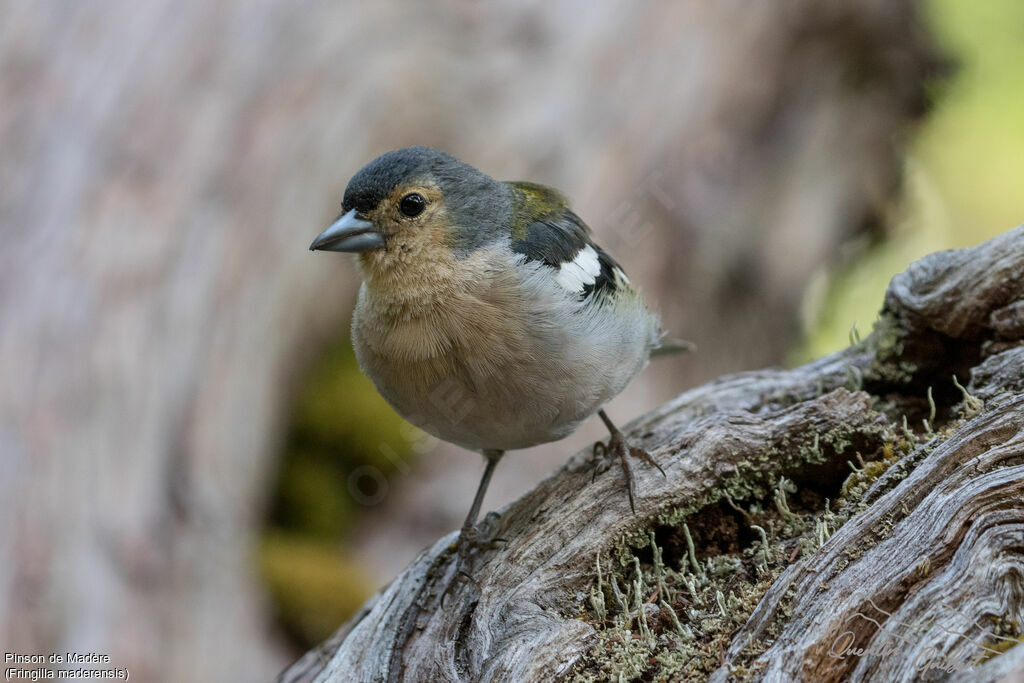 Madeira Chaffinch male adult breeding, identification, walking